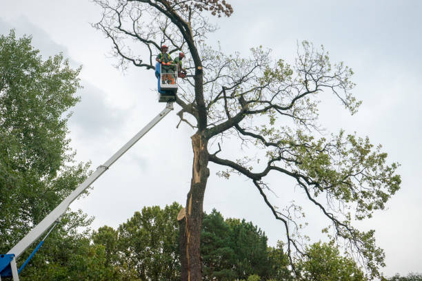 Laureldale, PA  Tree Services Company