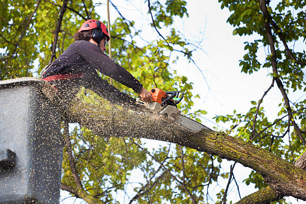 Why Choose Our Tree Removal Services in Laureldale, PA?